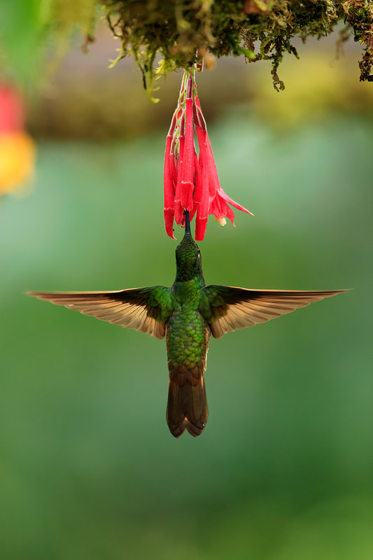 Buff-tailed coronet hummingbird feeding from flower in Colombia by Bret Charman