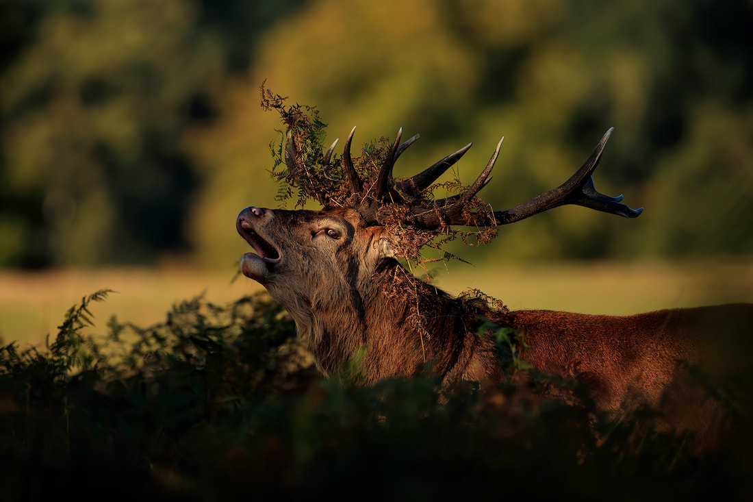 Red deer stag with bracken in his antlers, Richmond Park (Bret Charman)