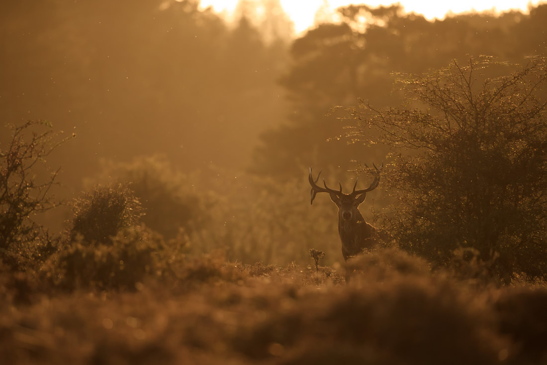 Red deer stag backlit in the evening sun, New Forest by Bret Charman