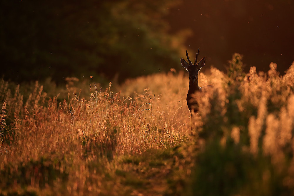 Roe deer buck backlit at sunset, Hampshire, South Downs National Park (Bret Charman)