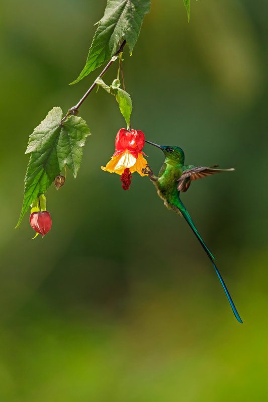 Long-tailed sylph, Colombia by Bret Charman