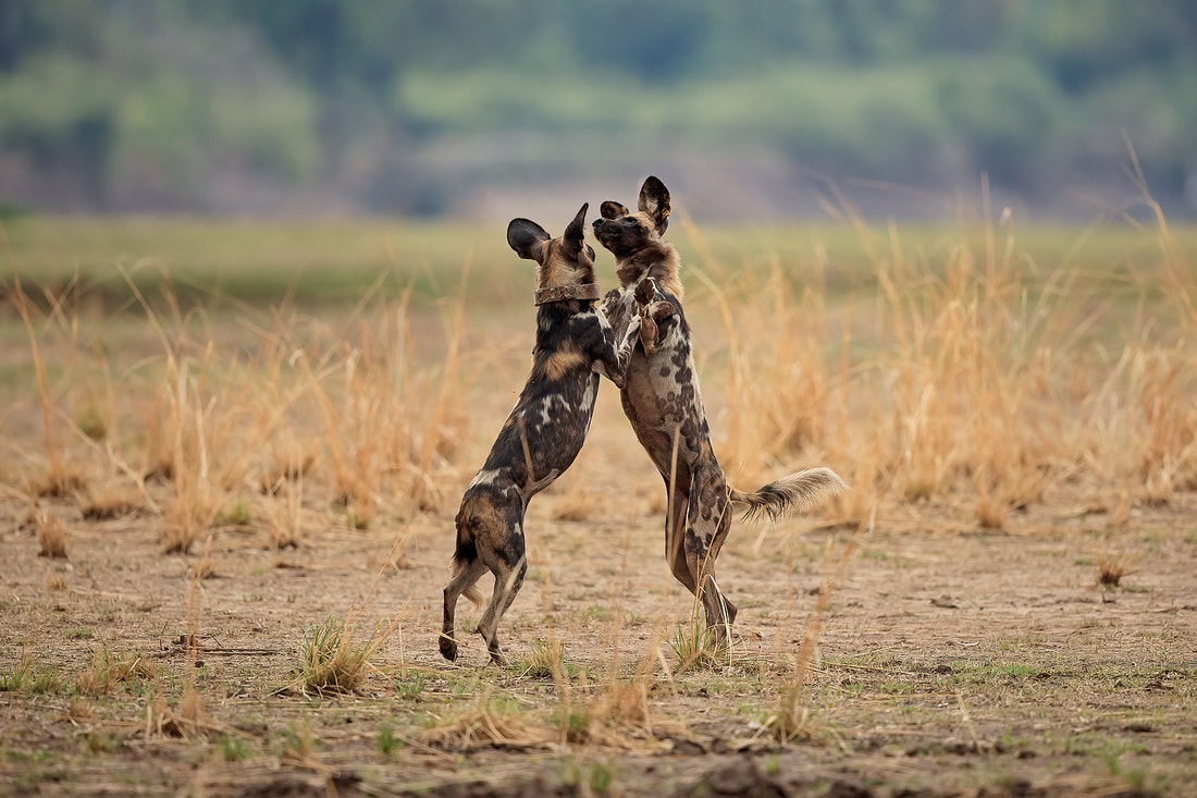 African wild dogs playing, South Luangwa National Park, Zambia by Bret Charman