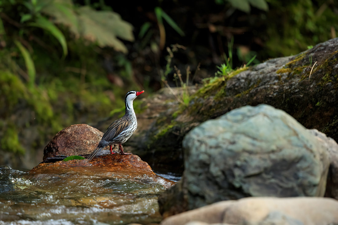 Male torrent duck atop of a boulder in the Rio Blanco of Colombia by Bret Charman