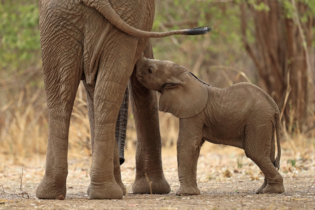African elephant mother with calf, Zambia's South Luangwa National Park (Bret Charman)