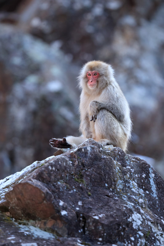 Japanese macaque portrait on rock, Honshu, Japan by Bret Charman