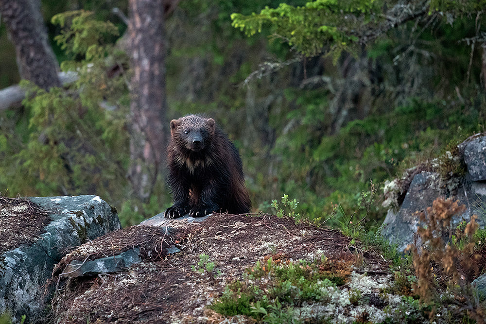Wolverine in Finnish forest