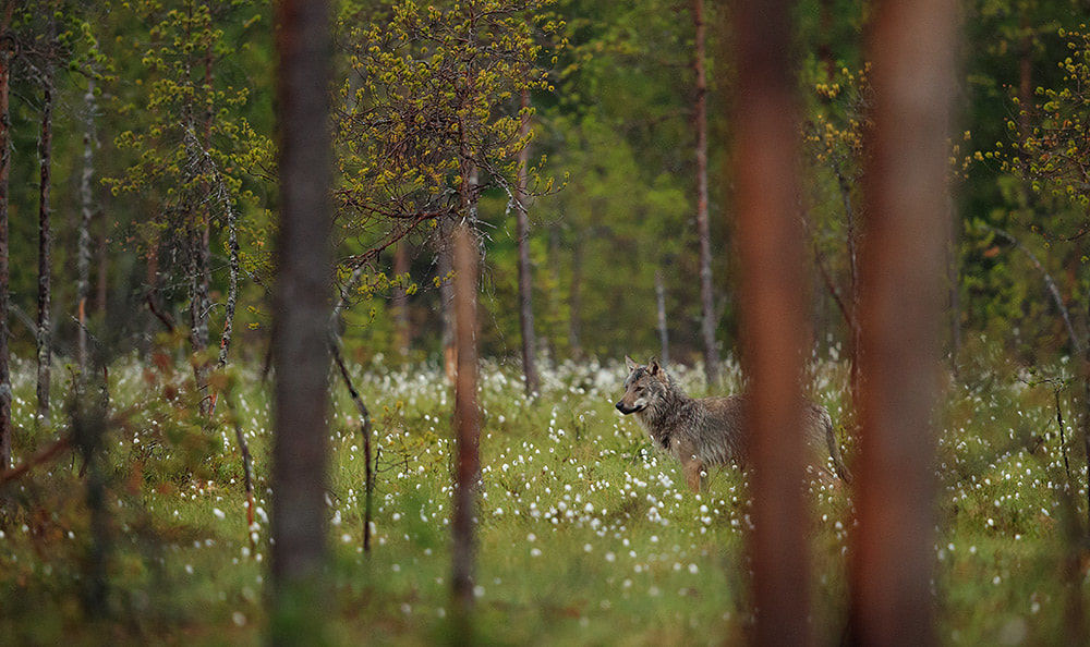 Grey wolf standing in cotton grass, Finland
