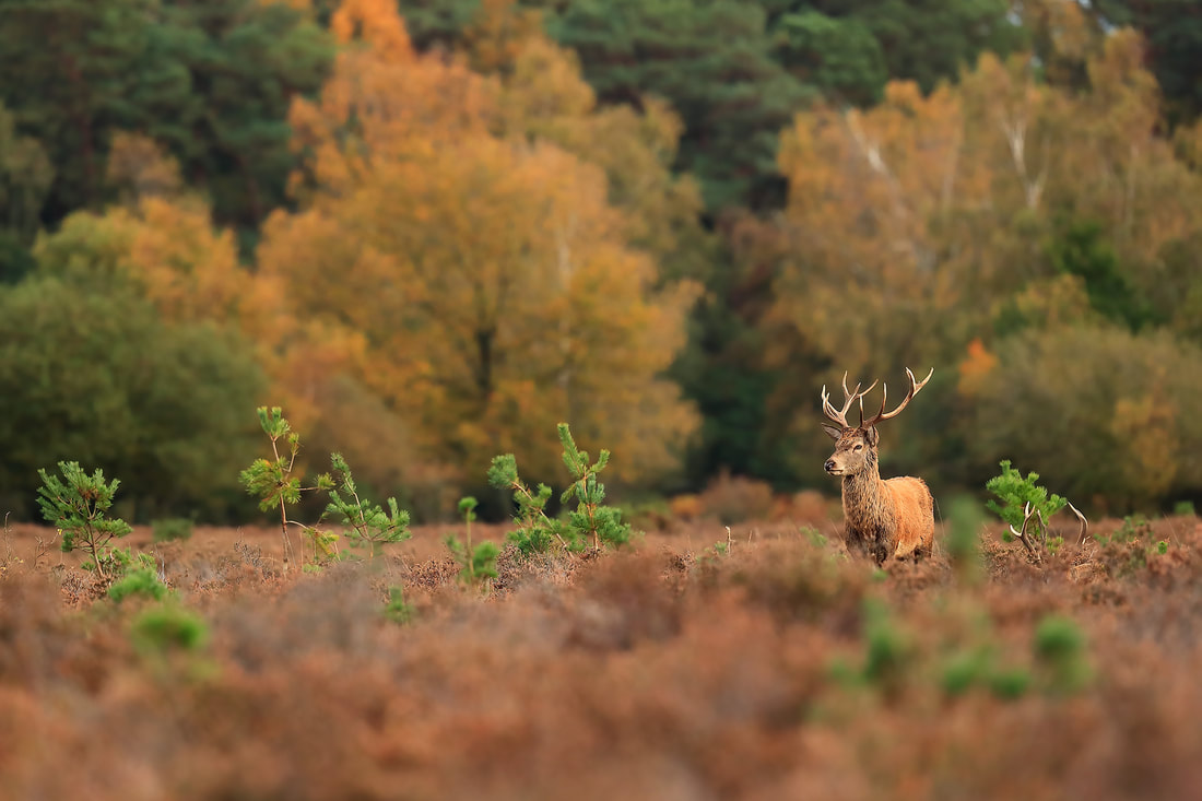 Red deer stag in heather, New Forest National Park by Bret Charman