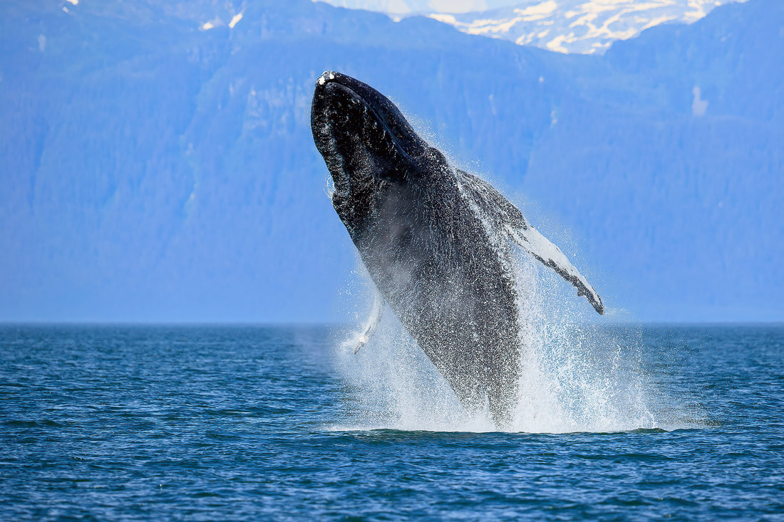 Breaching humpback whale, Alaska, USA by Bret Charman