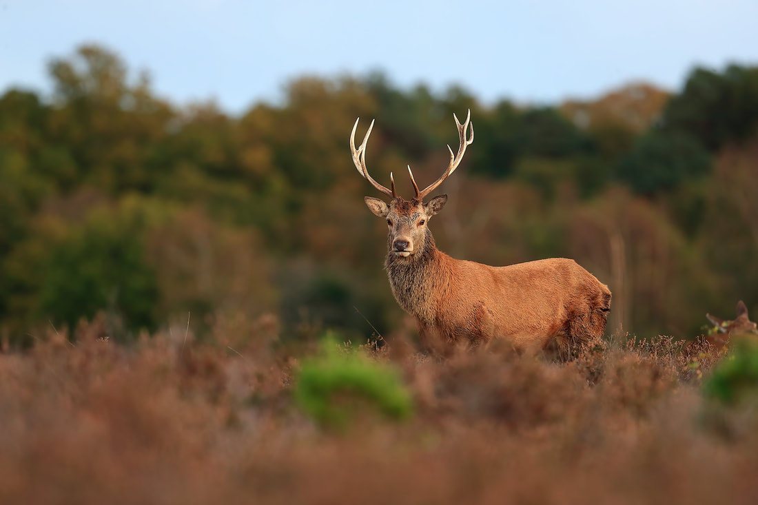 Red deer stag on a heath, New Forest National Park by Bret Charman