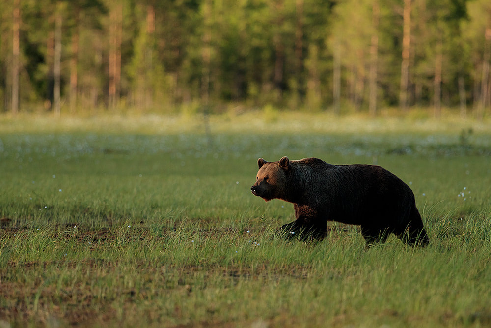 Brown bear wanders across a swamp landscape in Finland