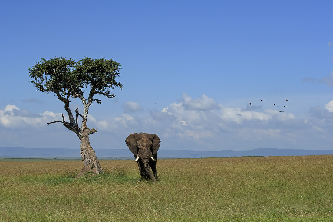 Large bull elephant on open plains, Olare Motorogi Conservancy, Kenya by Bret Charman