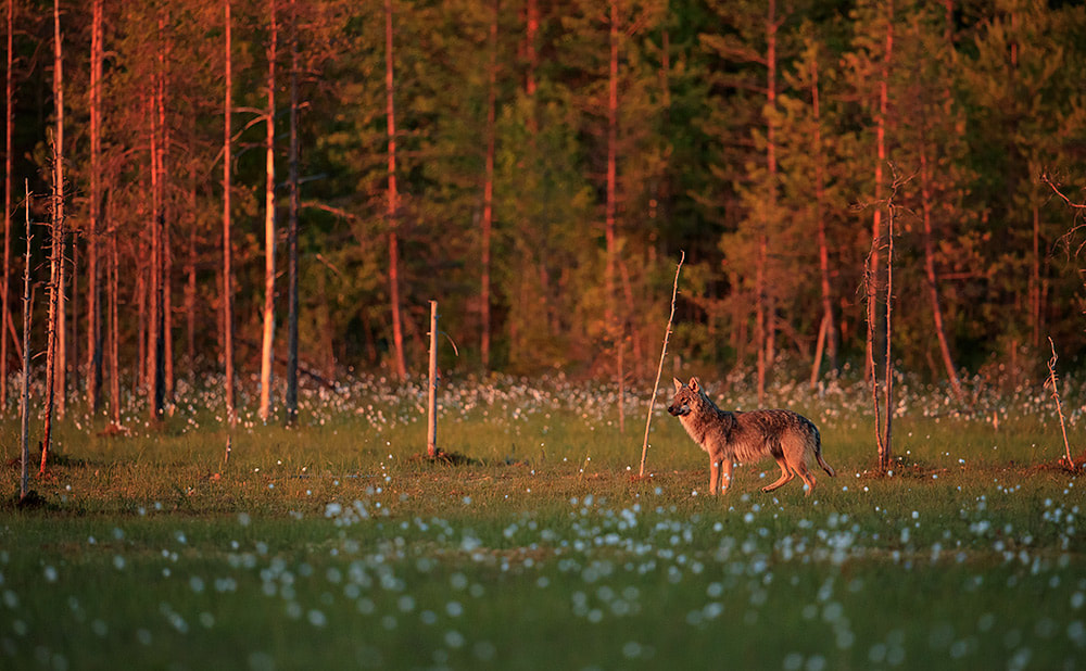 Wolf appears on the edge of the treeline at sunset