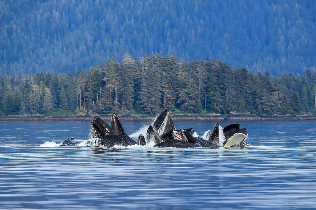 Humpback whales communal bubble-net feeding, Alaska, USA by Bret Charman
