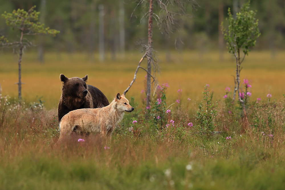 Wolf and bear in Finland by Bret Charman
