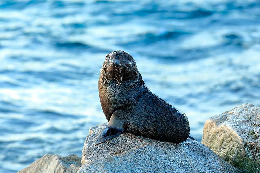 Australian Fur Seal pup