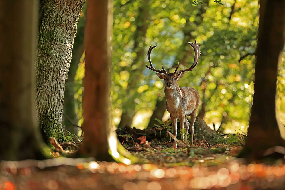 Fallow Deer, New Forest by Bret Charman