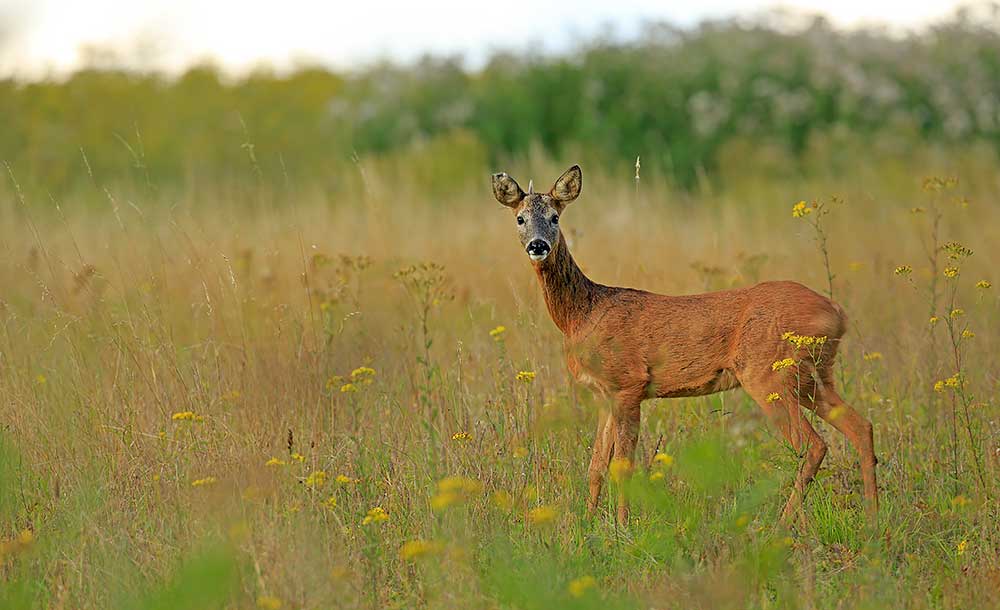 Roe Deer, Hampshire by Bret Charman