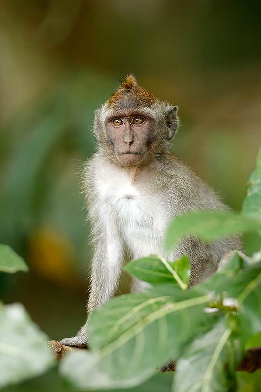 Juvenile Crab-eating Macaque by Bret Charman