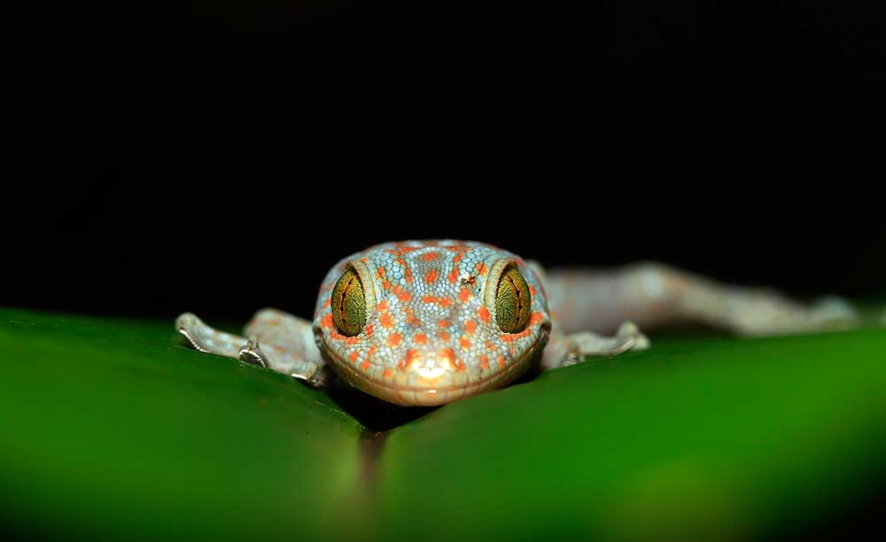 Tokay Gecko by Bret Charman