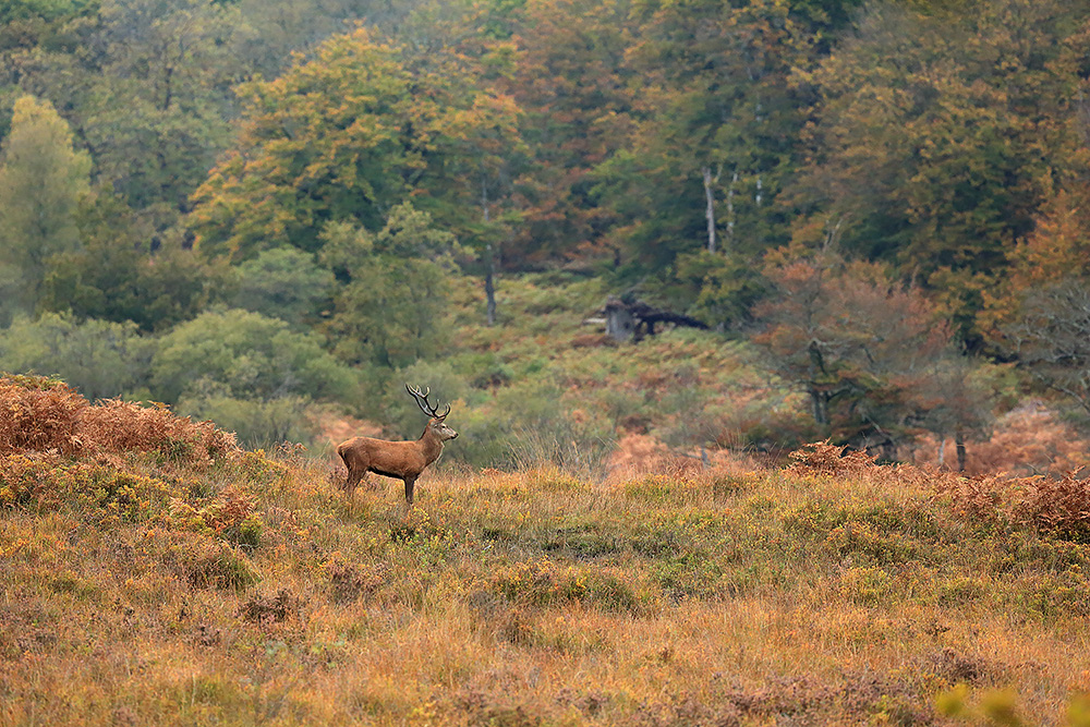 Red Deer stag, New Forest
