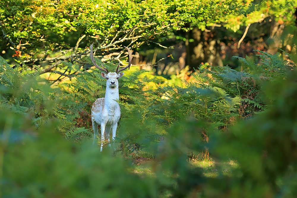 Fallow Deer, New Forest by Bret Charman