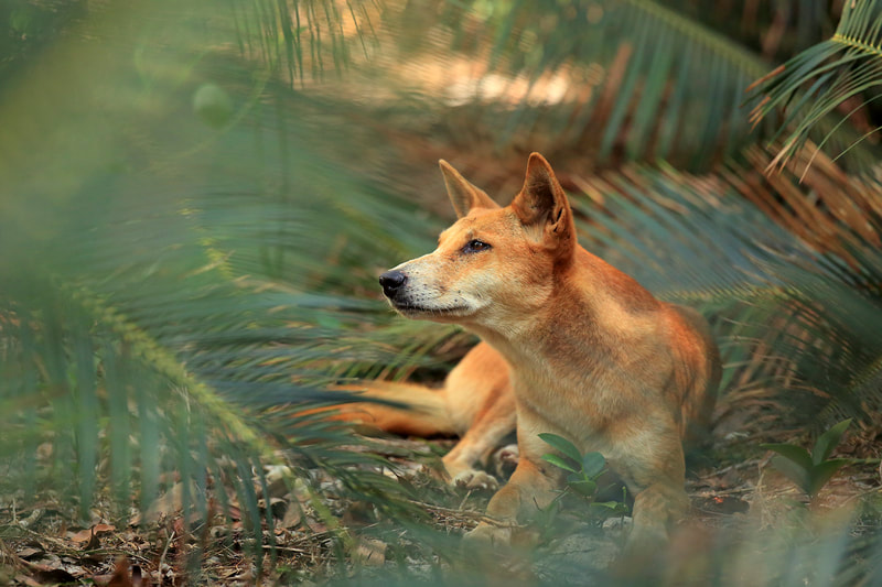 A dingo sits in the shade of a grove of palm trees on Fraser Island by Bret Charman.