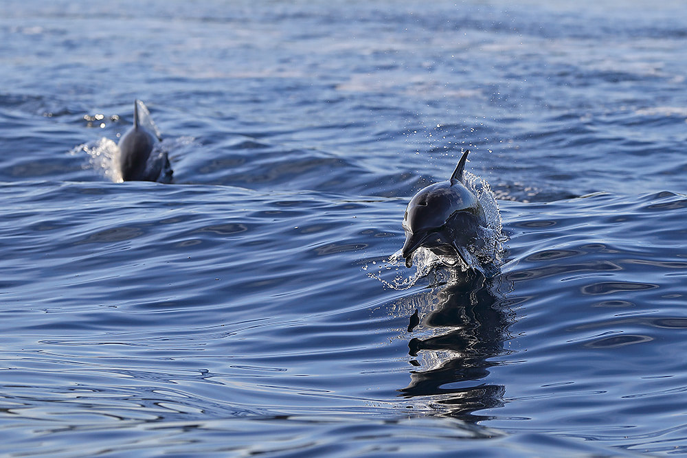 Spinner Dolphin, Kokopo, New Britain