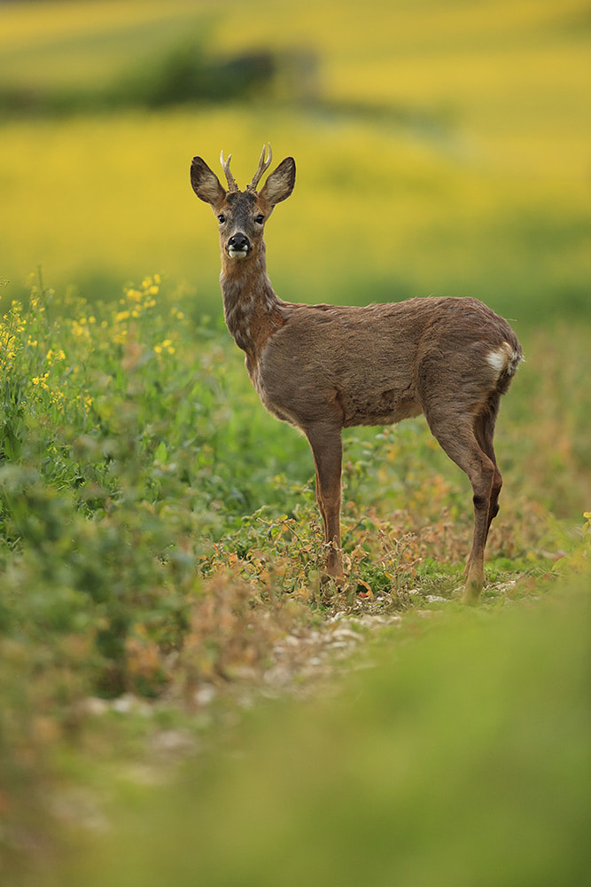 Roe deer in crop field