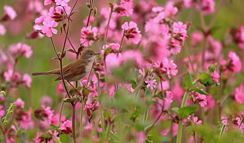 Female whitethroat in red campion