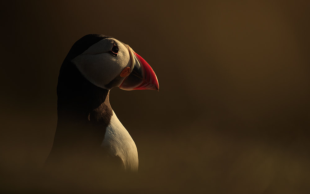Puffin in warm light of a sunset - Bret Charman