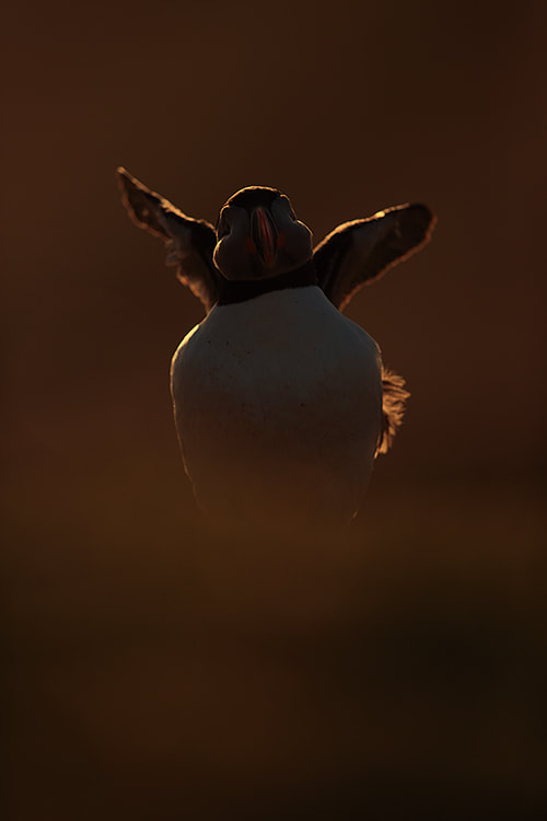 Puffin stretching its wings at sunset - Bret Charman