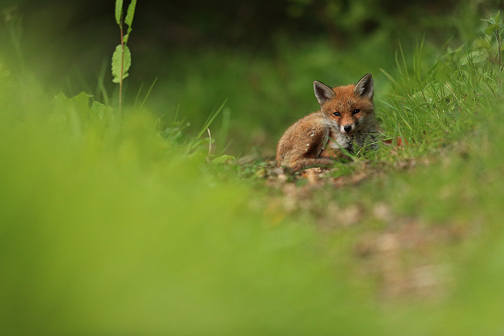 Sleepy red fox cub, Hampshire, UK