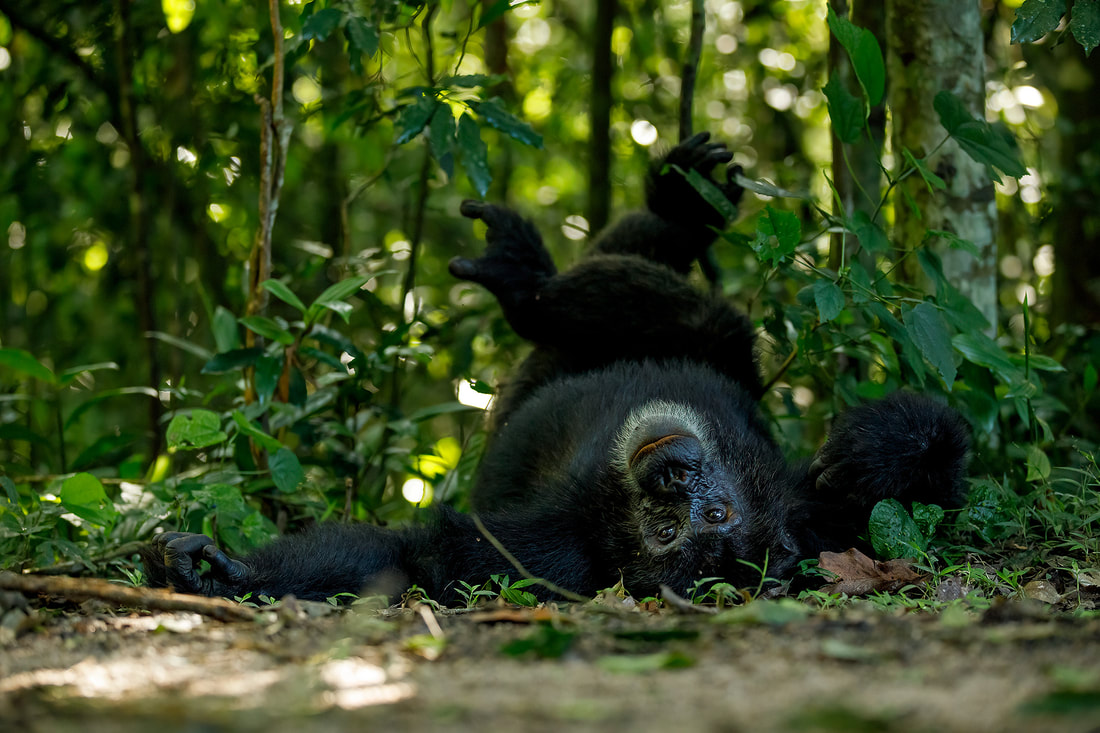 Chimpanzee resting upside down, Kibale National Park, Uganda by Bret Charman