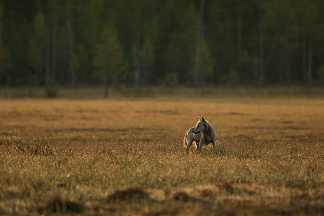 Grey wolf at sunset, Finland by Bret Charman