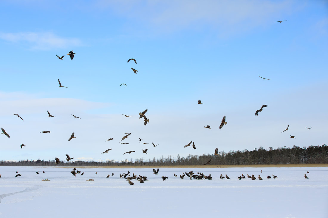 Black eared kites and eagles, Lake Furen, Hokkaido, Japan by Bret Charman