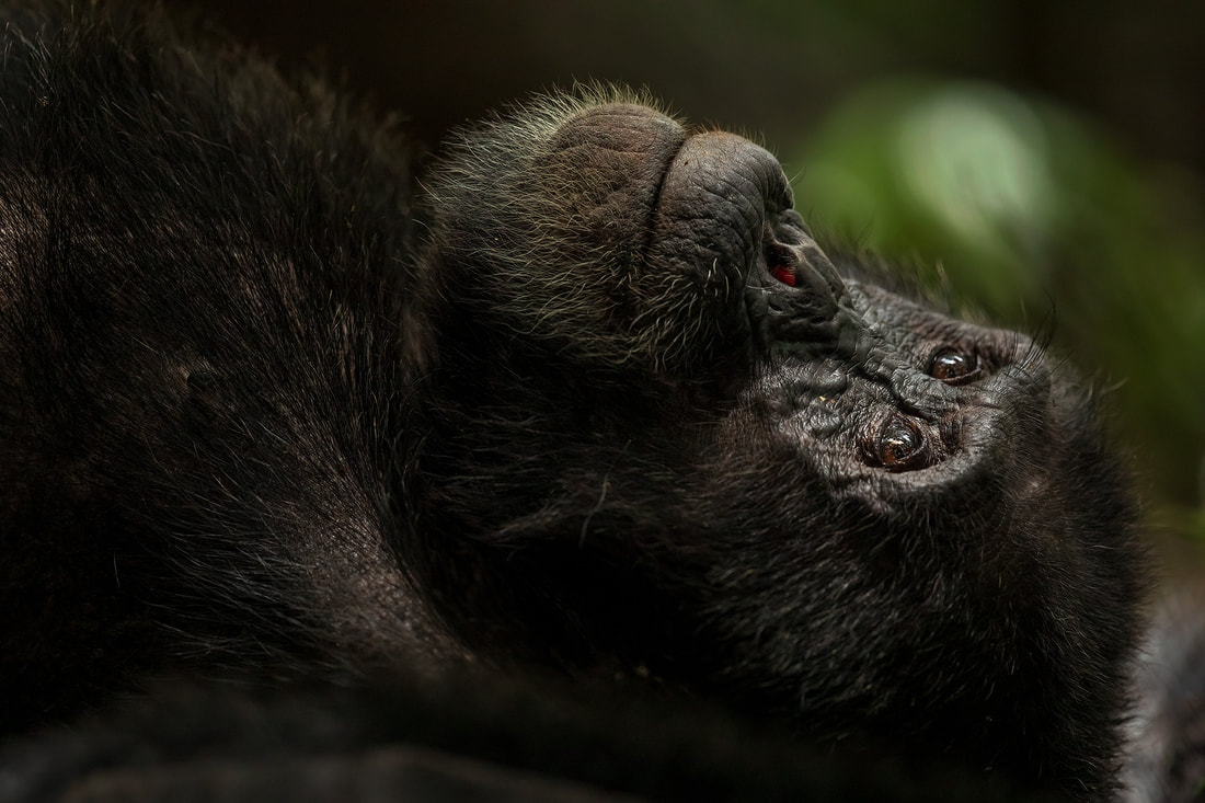 Chimpanzee close-up, Kibale National Park, Uganda by Bret Charman