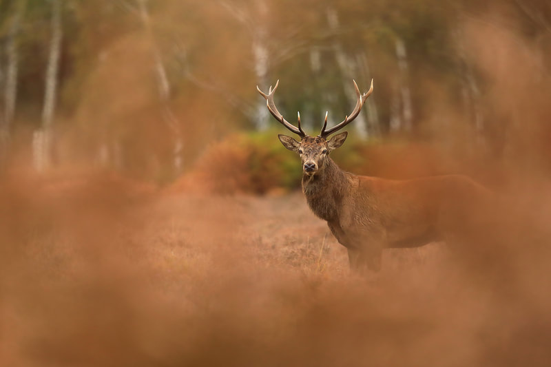 Red deer stag in autumnal forest, New Forest National Park by Bret Charman