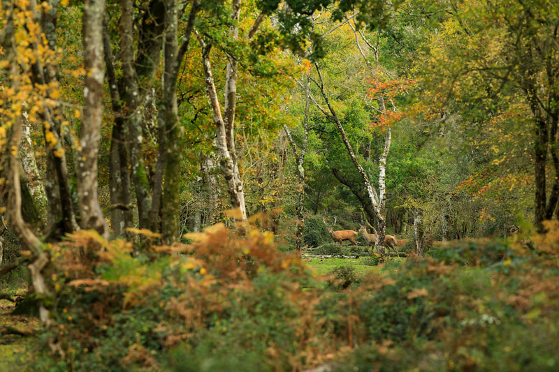 Wild red deer in beautiful autumnal landscape, New Forest National Park by Bret Charman