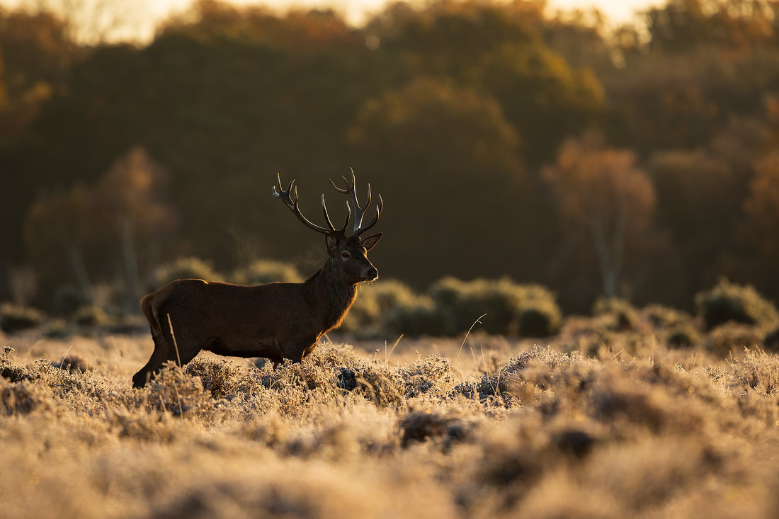Red deer stag on a frosty heath, New Forest National Park by Bret Charman