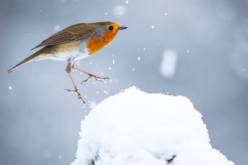 Robin dancing in the snow by Bret Charman