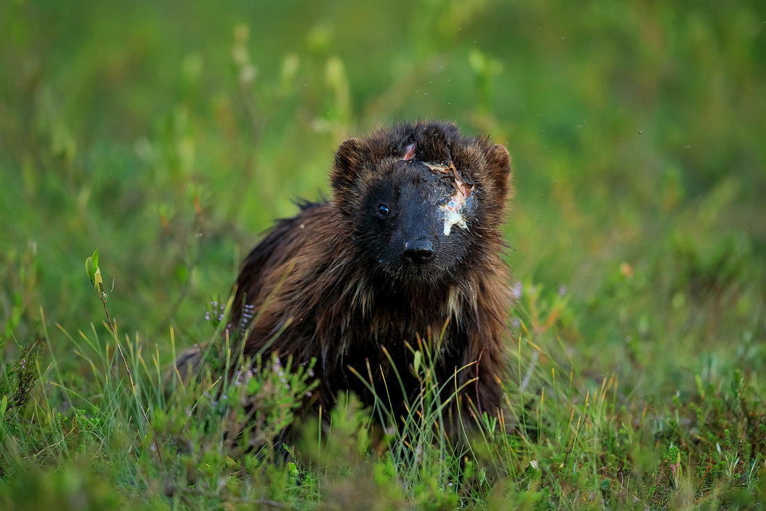 Badly-wounded wolverine in Finland's boreal forests