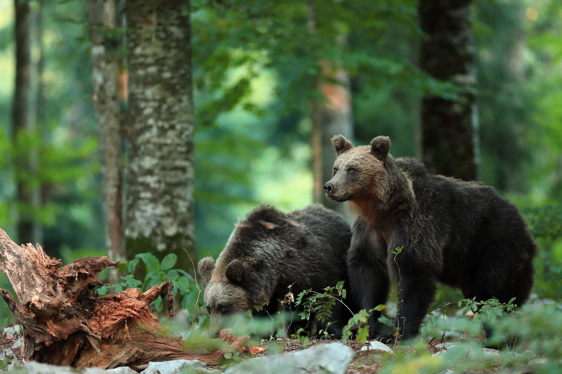 Brown bear siblings, beech forest, Slovenia (Bret Charman)