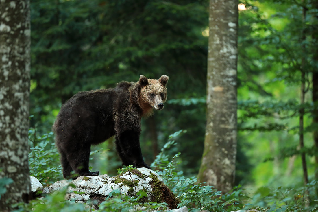 Brown bear on rock, beech forest, Slovenia (Bret Charman)