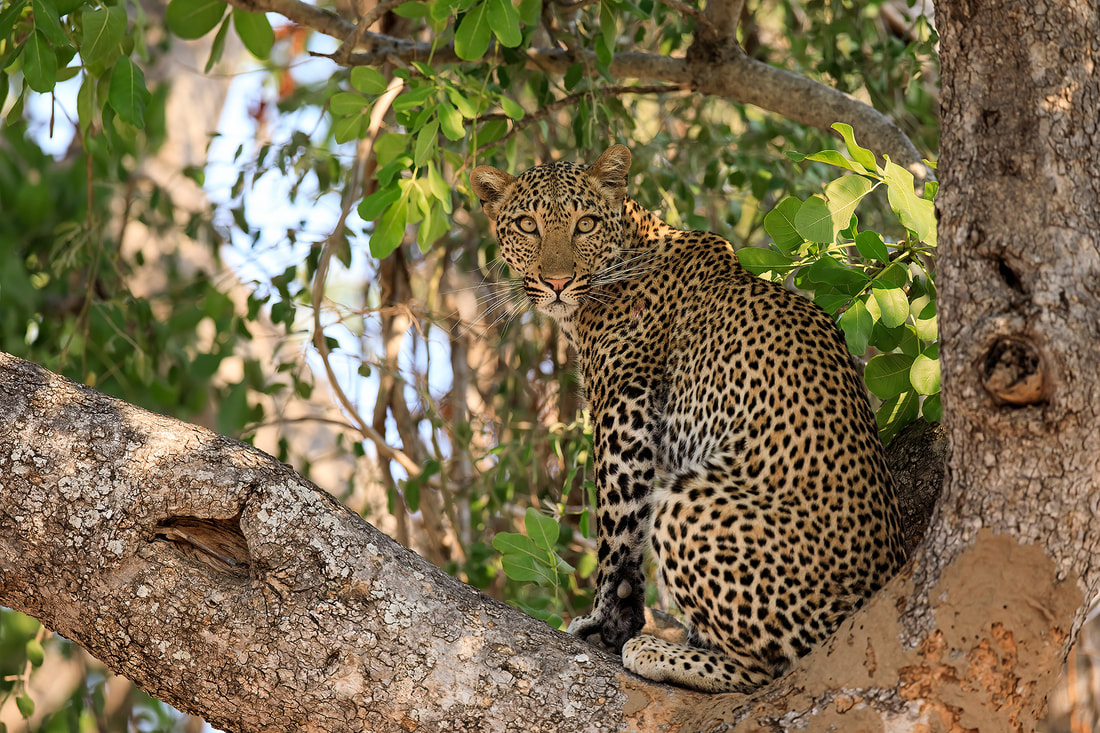 African leopard in tree, South Luangwa National Park, Zambia by Bret Charman