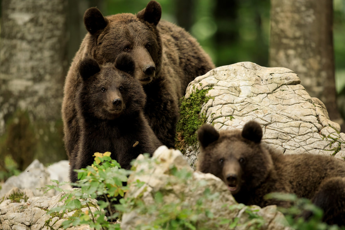 Brown bear mother and cubs in forest, Dinaric Alps, Slovenia (Bret Charman)