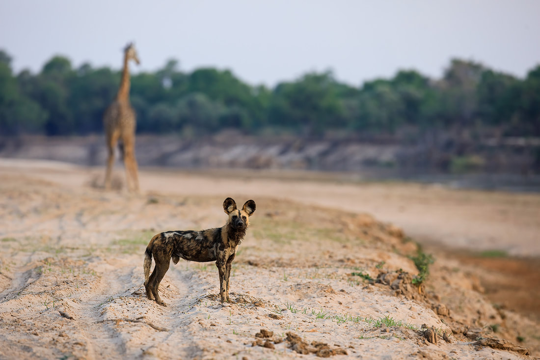 African wild dog with Thornicroft's giraffe in background, South Luangwa National Park, Zambia by Bret Charman