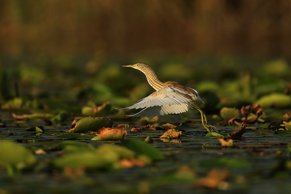 Squacco heron, Danube Delta, Romania, Bret Charman