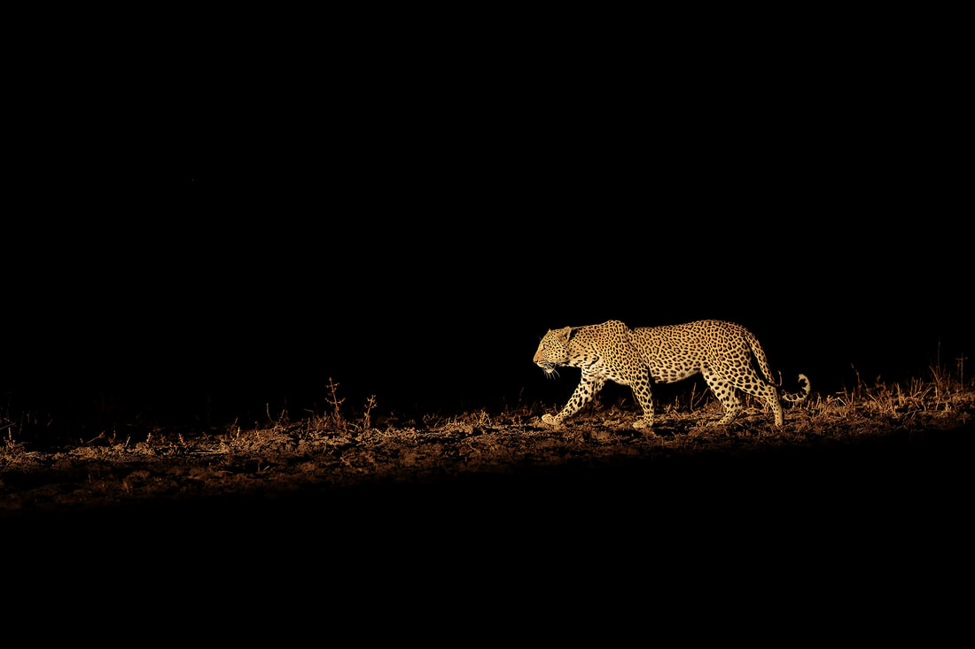 African leopard in a spotlight, South Luangwa National Park by Bret Charman