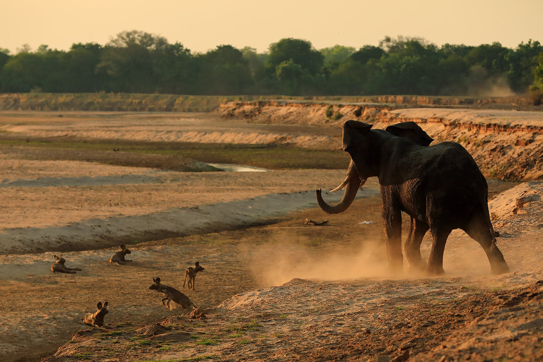 African wild dogs being harassed by an African elephant, South Luangwa National Park by Bret Charman